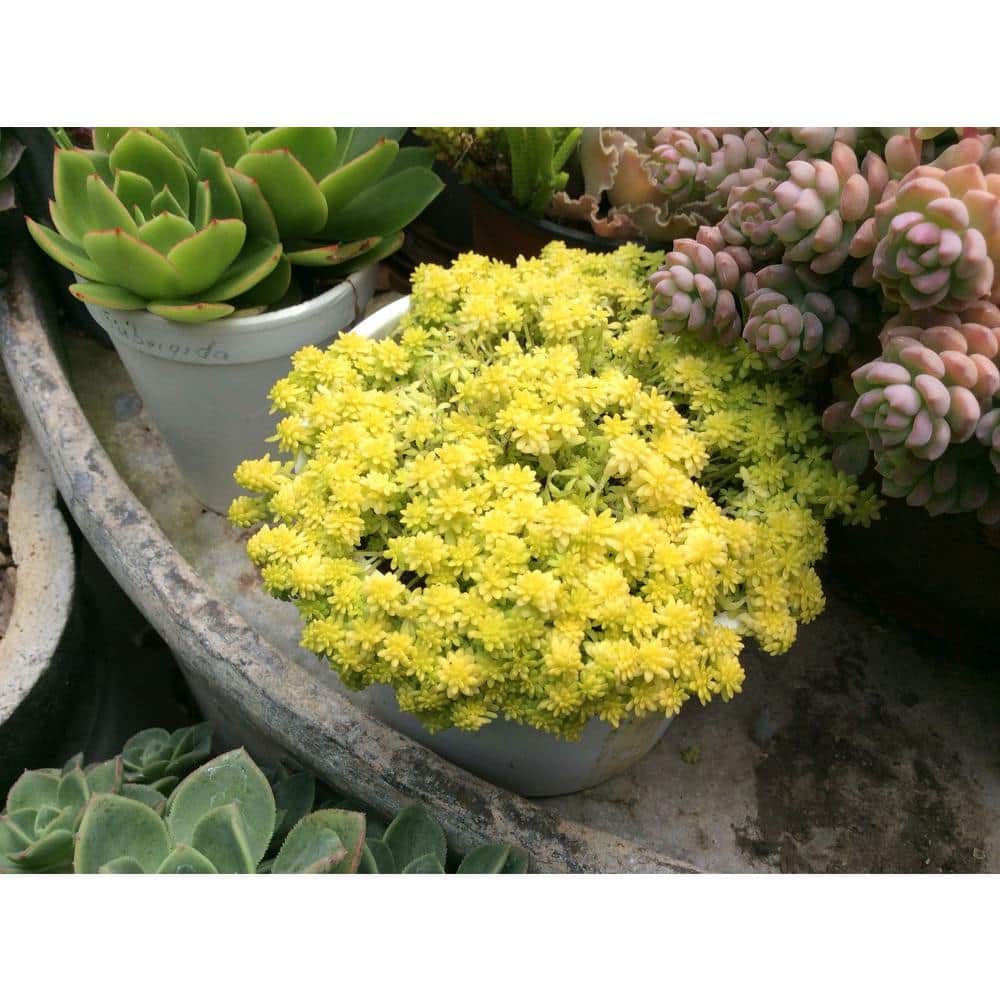 Pure Beauty Farms 1.38Pint Yellow Bouquet Sedum in 4.5 in. Grower's