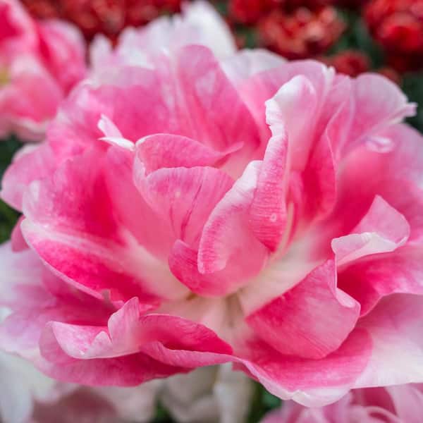 Van Bourgondien Angelique Double Peony Tulip Spring Flowering Bulbs, Pink Colored Flowers (25-Pack)