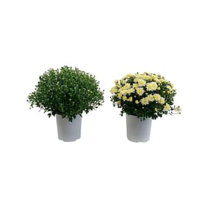 2.5 Qt. Mum Chrysanthemum Plant White Flowers in 6.33 In. Grower's Pot (2-Plants)