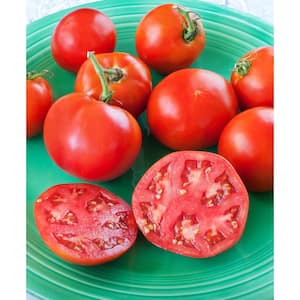 1.19 qt. Bonnie Original Tomato Plant (6-Pack)