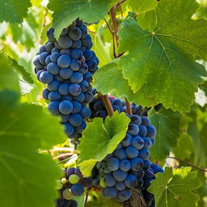 Premium Grafted Bareroot Grape Vine Cabernet Sauvignon Plant (Set of 1)