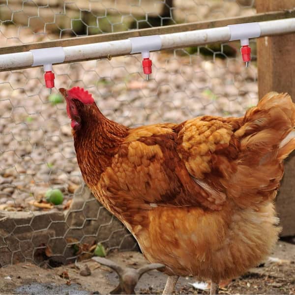 Set Chicken Waterer Cups, With Tee Fittings Chicken Waterer, Automatic - View #8