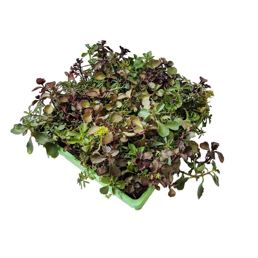 10 in. x 10 in. Perennial Sedum Tile Paver Mix (2Pack) 1022 The Home