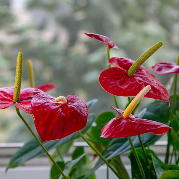 national PLANT NETWORK 6 in. Anthurium Success Red Plant in Grower  Container HD2390 - The Home Depot