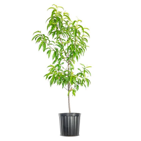 Perfect Plants Scarlet Prince Peach Live 3 Gal. Tree