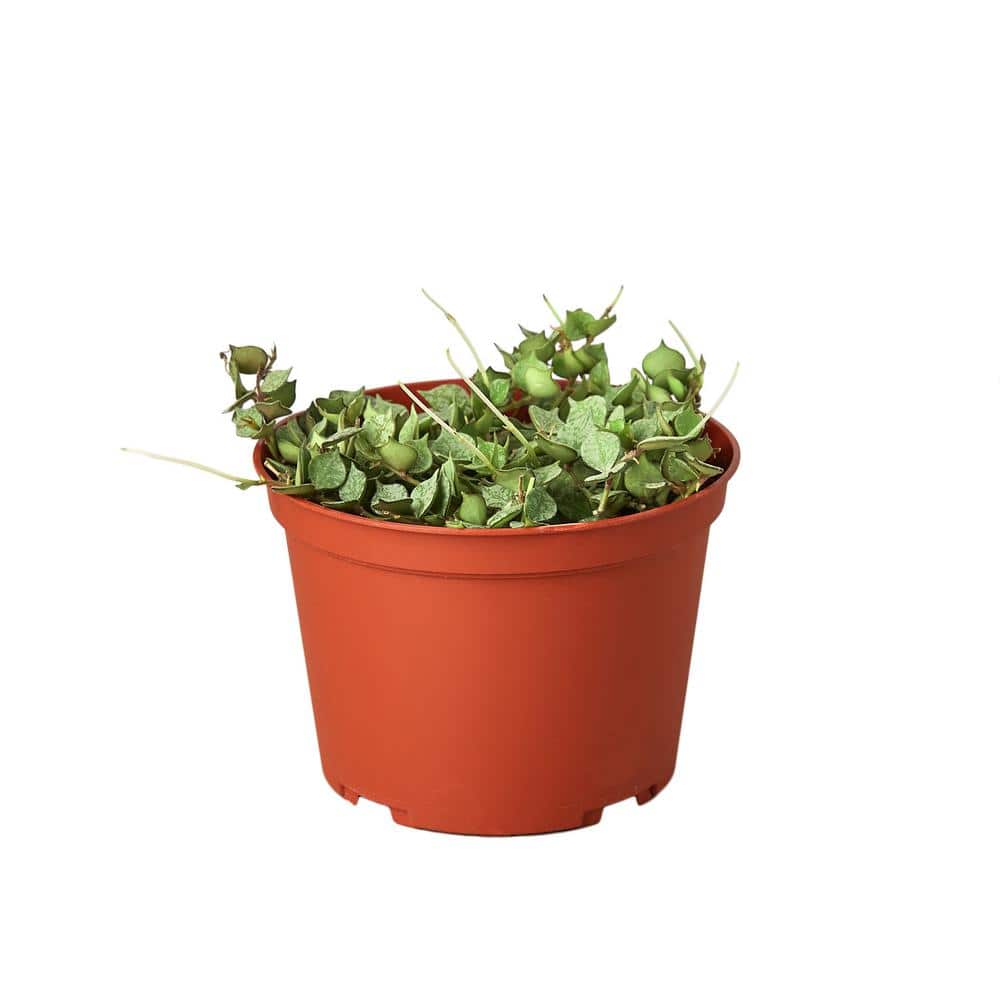 Curtisii (Hoya) Plant in 6 in. Grower Pot