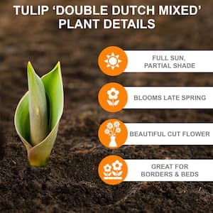 12/+ cm, Double Dutch Mixed Double Late Tulip Bulbs (Bag of 25)