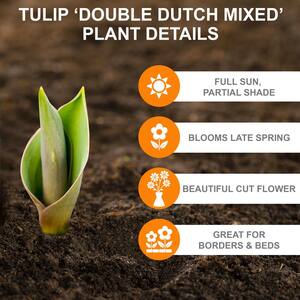 12/+ cm, Double Dutch Mixed Double Late Tulip Bulbs (Bag of 50)