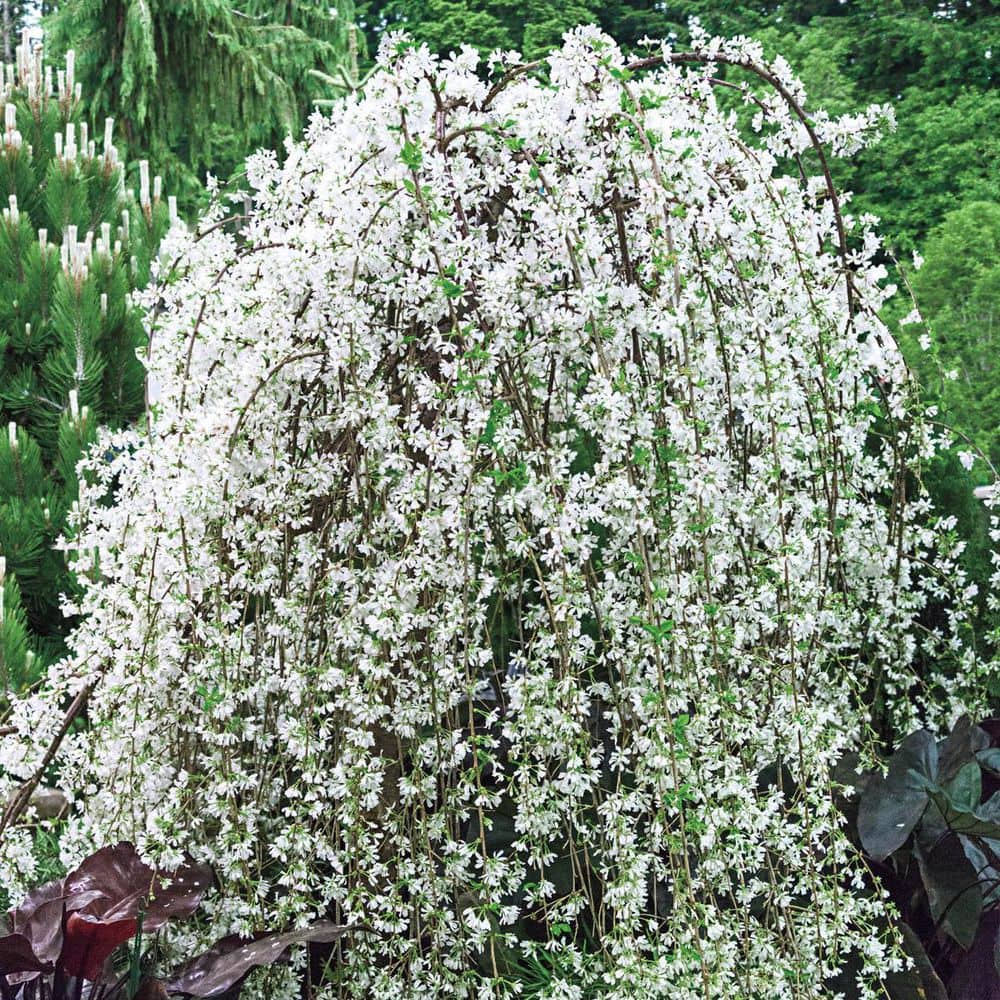 DIRECT GARDENING Snow Fountain White Flowering Weeping