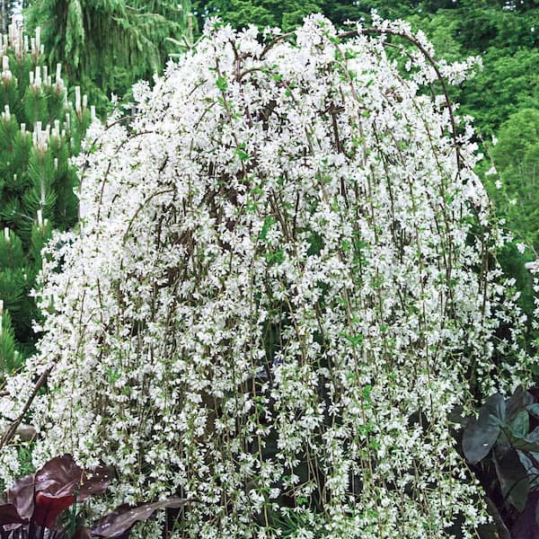DIRECT GARDENING Snow Fountain White Flowering Weeping Cherry Dormant Bare Root Ornamental Starter Tree (1-Pack)
