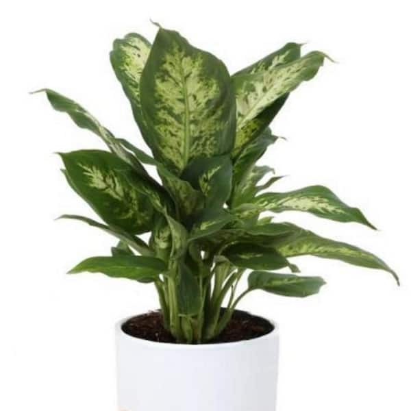BELL NURSERY 2 Gal. Dieffenbachia Plant in 10 in. Nursery Pot