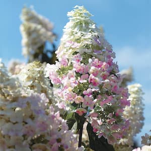 4 in. Pot Pink Diamond Hydrangea, Live Deciduous Flowering Shrub (1-Pack)