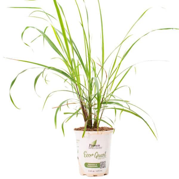 4.5 in. Qt. Proven Selections Lemony Snicket Lemongrass (Cymbopogon Citratus) Live Annual Plant with Green Foliage