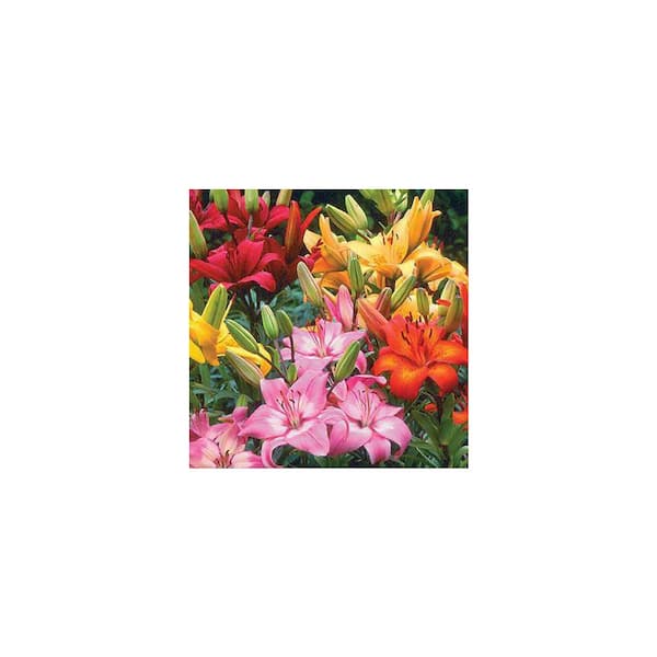ALTMAN PLANTS Marietta Assorted Mix Asiatic Lily Plant #11