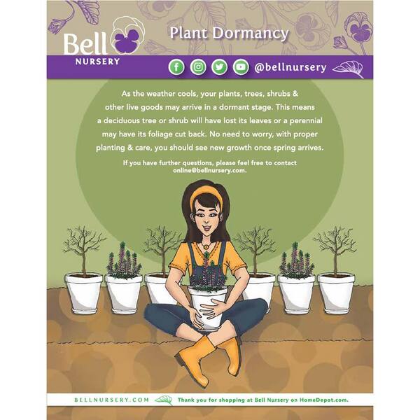 BELL NURSERY 1 Gal. Phlox Tall Live Perennial Plant, BiColor