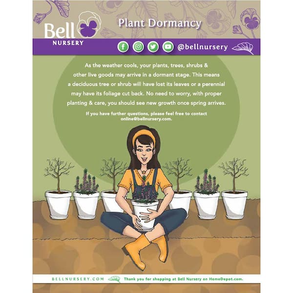 BELL NURSERY 3 Gal. Caradonna Salvia Live Perennial Plant (1