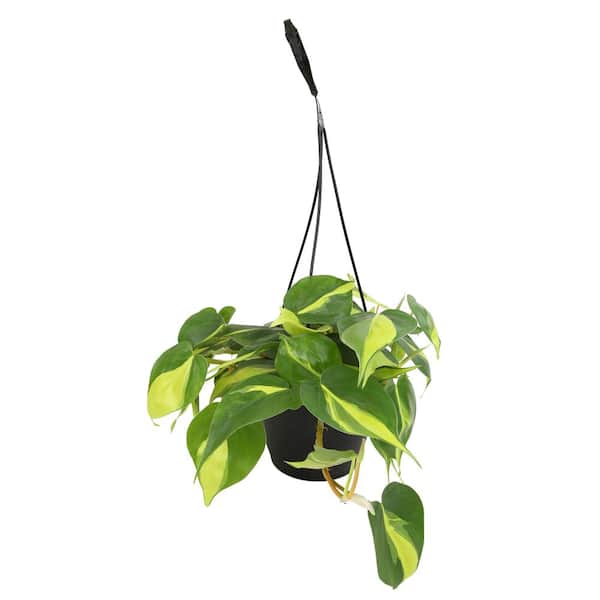 burle marx philodendron for sale Philodendron Burle Marx Variegated main image 0