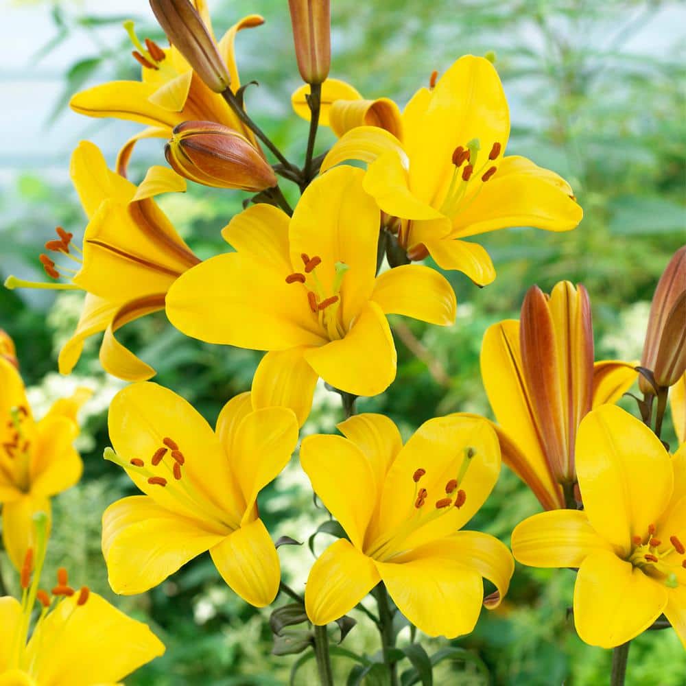 VAN ZYVERDEN Lilies Premium OT Hybrid Yellow Planet (Set of 5