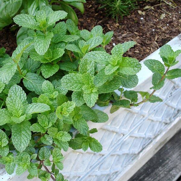 Bonnie Plants 4.5 in. Mint-Sweet