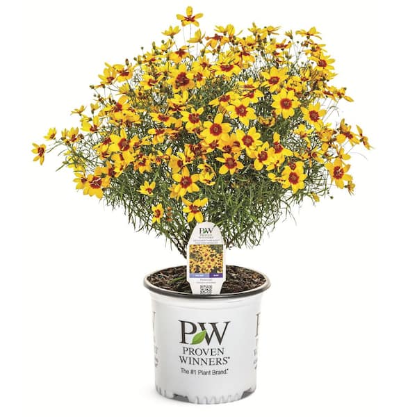 Proven Winners 0.65 Gal. Designer Threads Golden Needles Threadleaf Coreopsis (Coreopsis Verticillata) Live Plant with Yellow Flowers