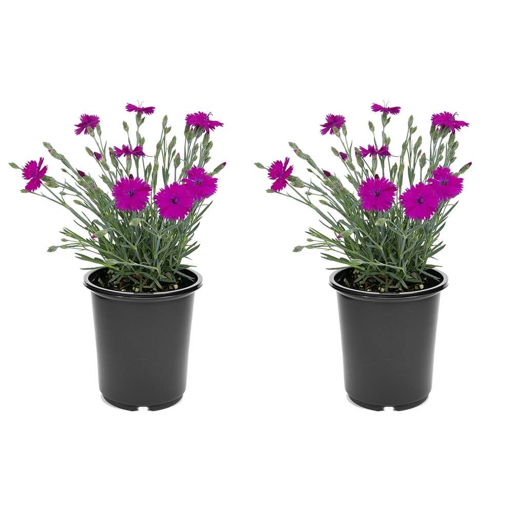 Perennial Dianthus Neon Star 2.5 Qt. - 2-Pack