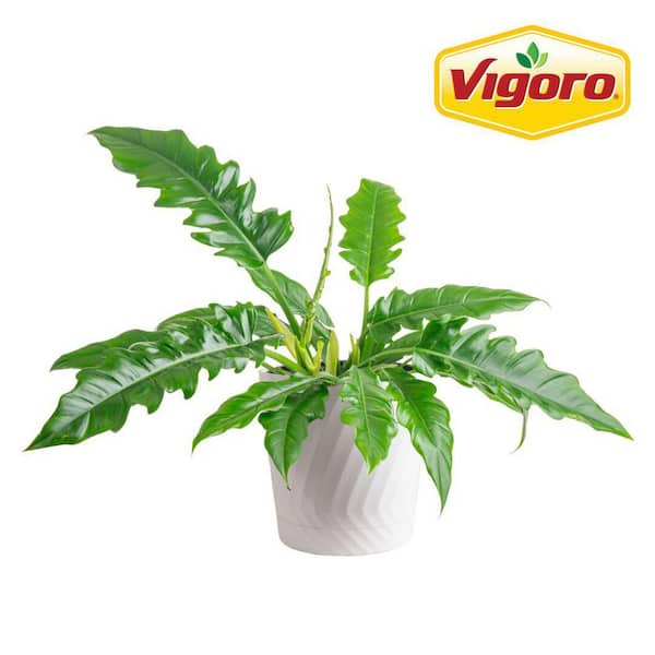 Vigoro Grower's Choice Philodendron Plant in 10 in. White Decor Pot, Avg. Shipping Height 2-3 ft. Tall