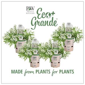 4.25 in. Eco+Grande White Knight Sweet Alyssum (Lobularia) Live Plant, White Flowers (4-Pack)