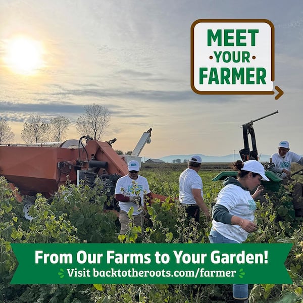 Organic Cucumber 'Straight 8' Gardening Seeds