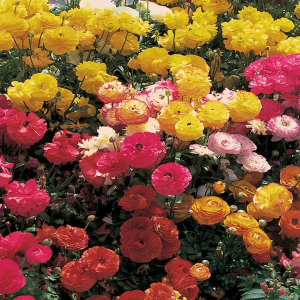 ALTMAN PLANTS 4 In. Ranunculus (Buttercup) Plant Bulbs with Assorted Colors