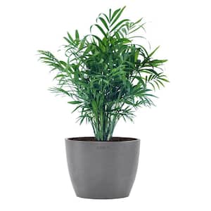 Neanthebella Palm Chamaedorea Elegans Parlor Palm Live Plant in 6 inch Premium Sustainable Ecopots Grey Pot