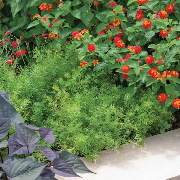 Vigoro 1.71Pint. Asparagus Fern Plant5020 The Home Depot