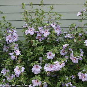4.5 in. Qt. Azurri Blue Satin Rose of Sharon (Hibiscus) Live Shrub, Blue Flowers
