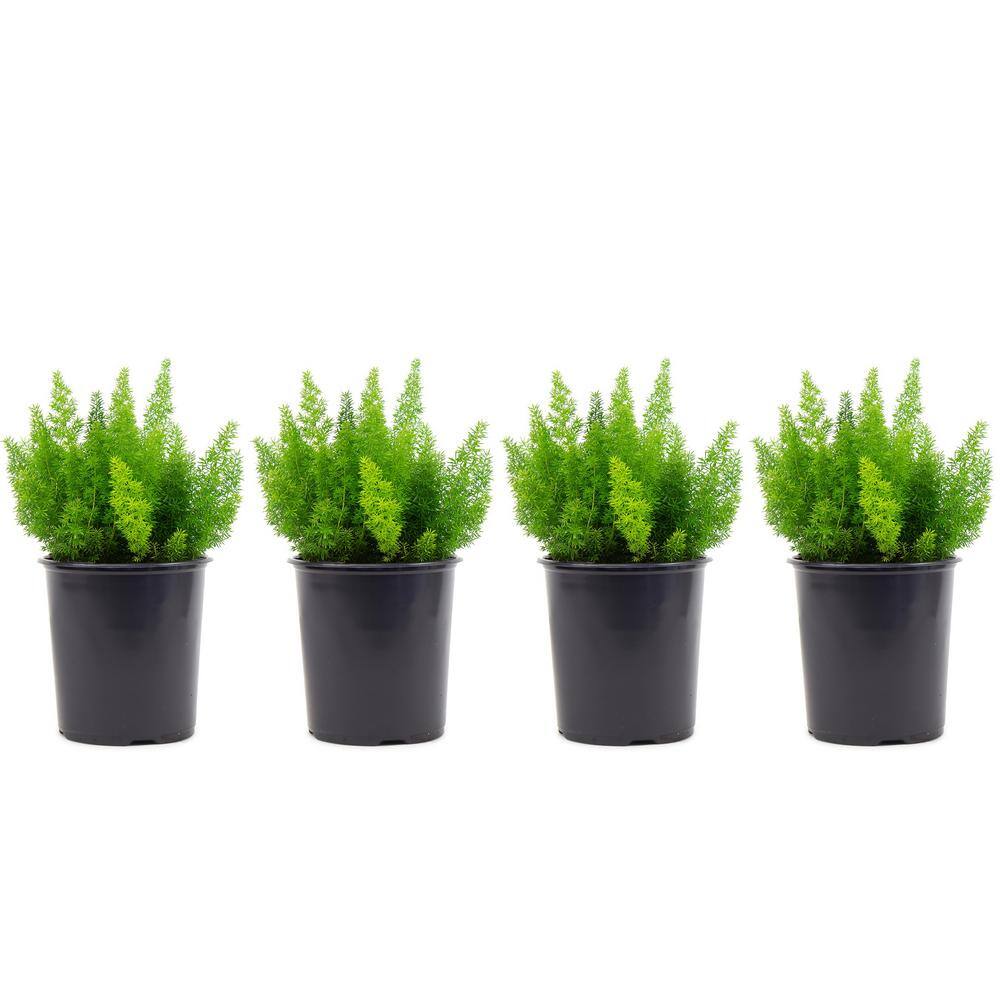 2.5 Qt. Foxtail Fern Plant in 6.33 In. Grower's Pot (4-Plants) price history on PriceWatchPro