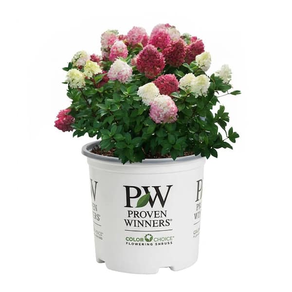 2 Gal. Little Lime Punch Panicle Hydrangea (Paniculata) Live Shrub with Green, White and Pink Flowers
