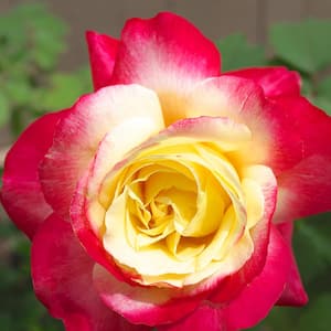 Yellow and Pink Rose Double Delight Root Stock