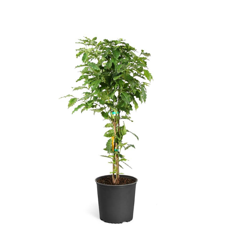 3 Gal. Arabica Coffee Shrub Plant price history on PriceWatchPro