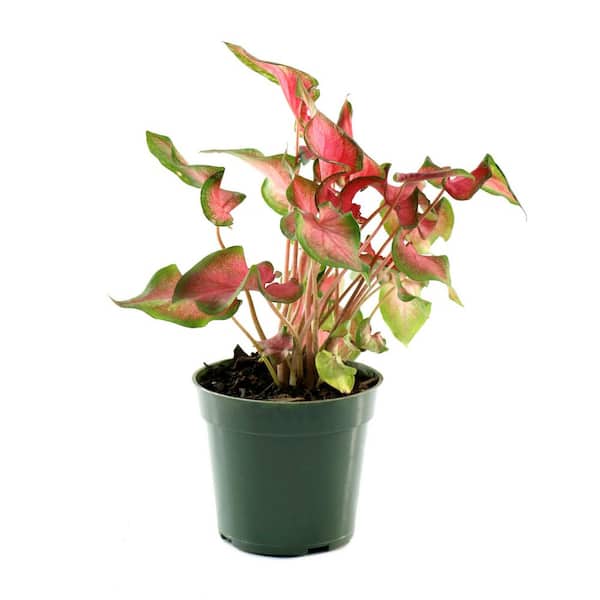 zz plant online buy ZZ Plant – Plant Shop GR