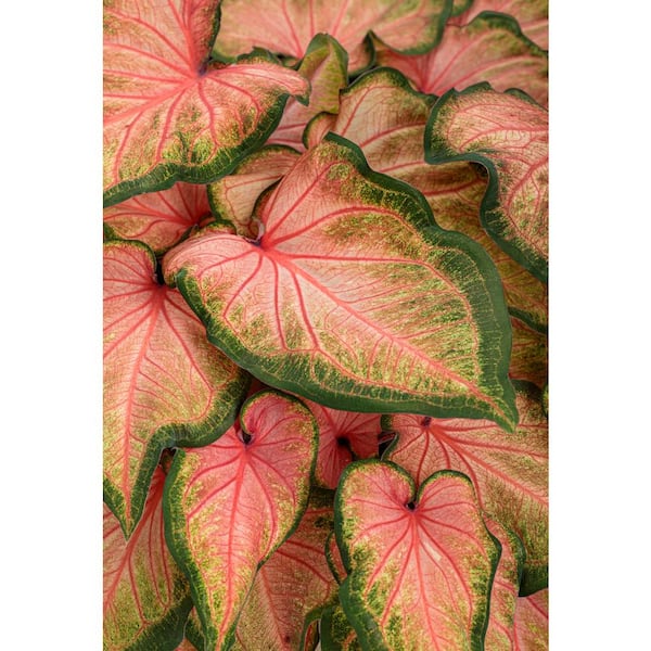 PROVEN WINNERS 4.5 in. Qt. Heart to Heart Chinook (Caladium) Live Plant, Orange Foliage