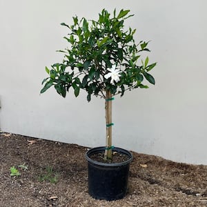 3 Gal. Everblooming Gardenia Evergreen Patio Tree