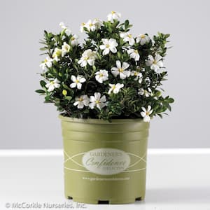 2 Gal. Echo Heaven Scent Gardenia, Live Evergreen Shrub, Boxwood-like Dense Small Leaves, White Fragrant Blooms