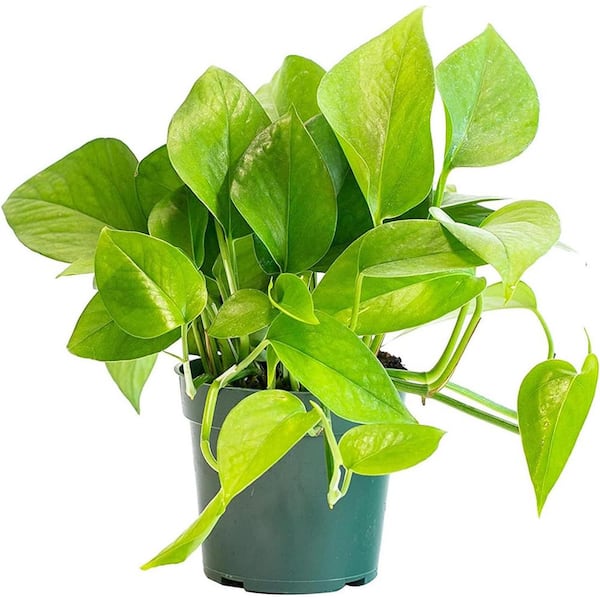 Wekiva Foliage Jade Pothos-Live Plant in a 6 in. Pot-Epipremnum Aureum 'Jade'-Stunning Houseplant with Unique Foliage