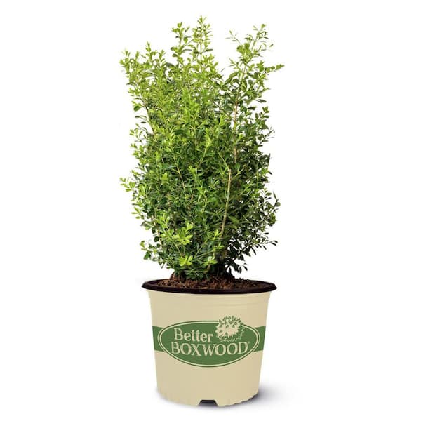2.5 qt. Skylight Boxwood, Evergreen Shrub With Glossy Green Foliage