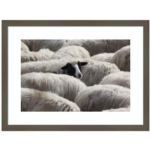 "The Sheeps Gaze" by Massimo Della Latta 1-Piece Wood Framed Color Animal Photography Wall Art 16 in. x 21 in.