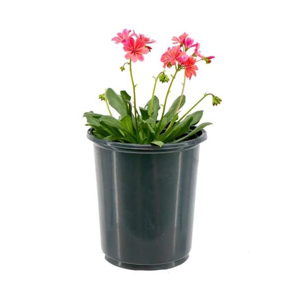 Unbranded 2.5 qt. Perennial Lewisia Perennial Plant with Coral Flowers (1-Pack)