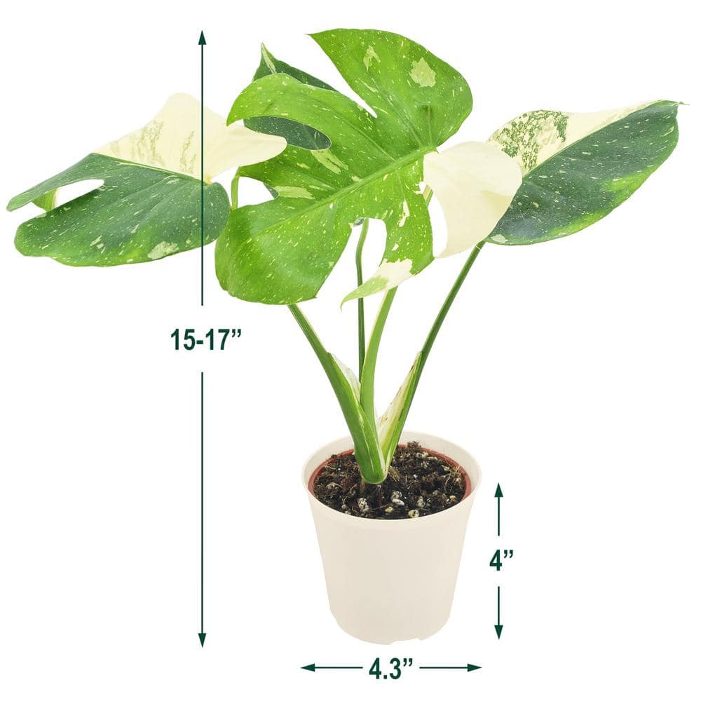 Monstera Thai Constellation in Beige Plastic Planter
