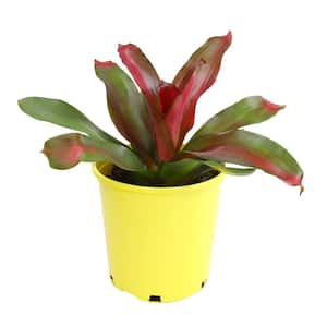 4 qt. Bromeliad Neoregelia Magali Tropical Perennial Outdoor Plant with Red Foliage and Purple Blooms in Grower Pot