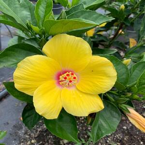 3 Gal. Yellow Tropical Hibiscus with Yellow Flowers