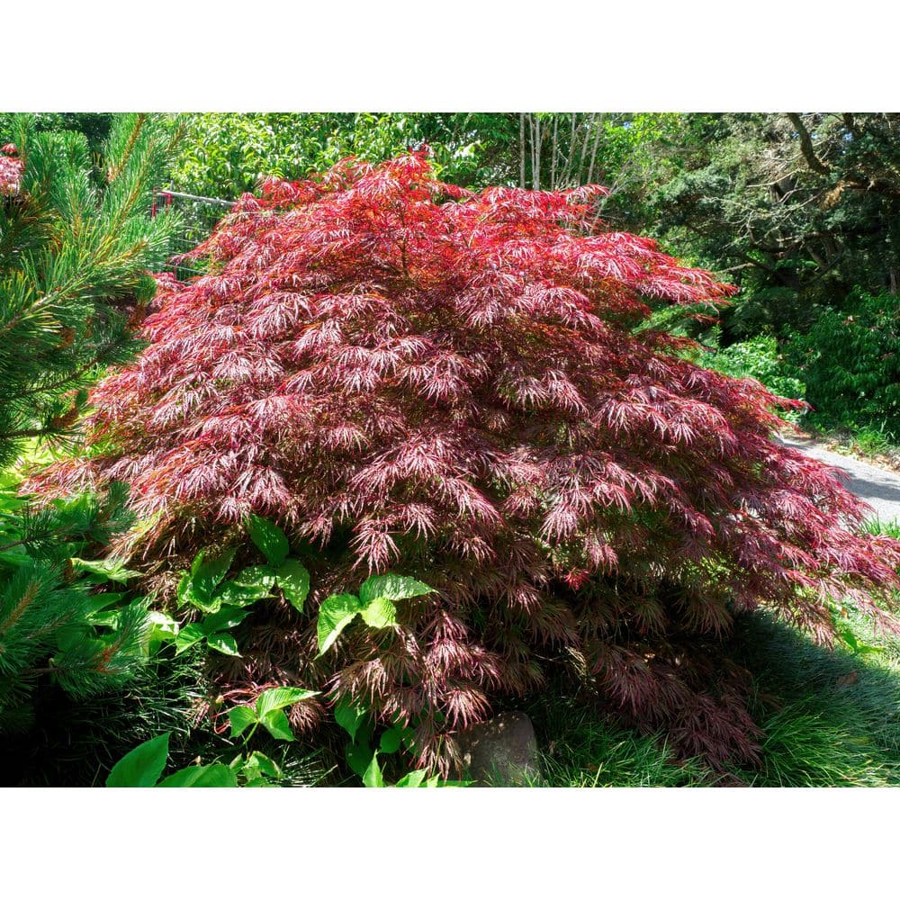 BELL NURSERY 3 gal. Crimson Queen Japanese Maple Tree with Crimson