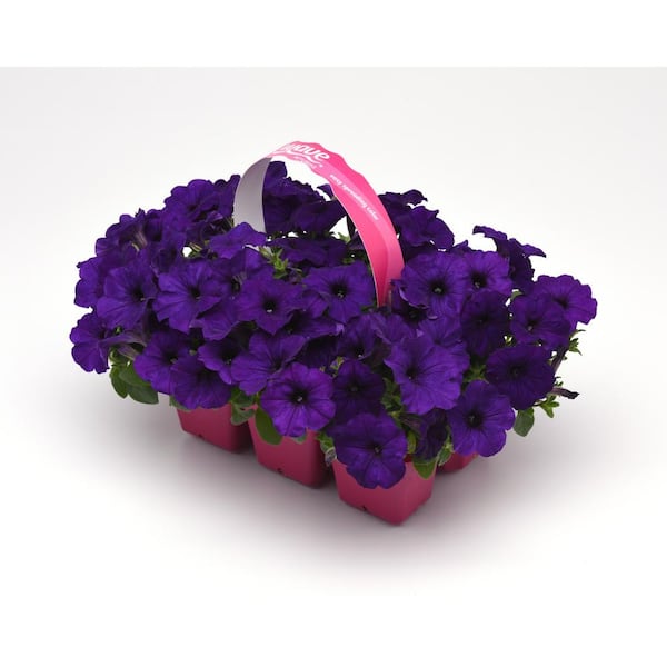 Wave WAVE PETUNIA SUPER 6PK (306) 563710 - The Home Depot