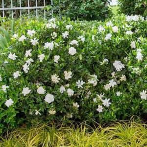 2.5 Qt. Jubilation Gardenia, Live Evergreen Shrub, White Fragrant Blooms